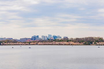 Beautiful skyline of downtown with cherry blossom