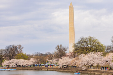Overcast view of the Washington Monument with cherry blossom