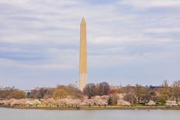 Overcast view of the Washington Monument with cherry blossom