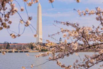 Sunny view of the Washington Monument with cherry blossom