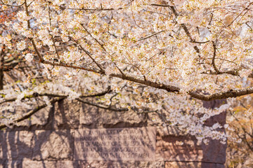 Beautiful cherry blossom around Tidal Basin area