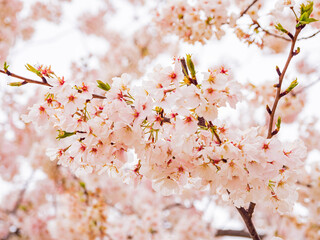 Close up shot of cherry tree blossom