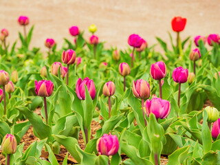 Close up shot of many tulips blossom