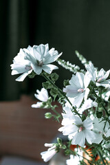 Malva musk Alba