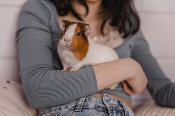Cute guinea pig in the girl's arms, child and animal concept - Powered by Adobe