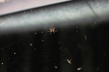 small spider making web at night in the dark, close up insect photo