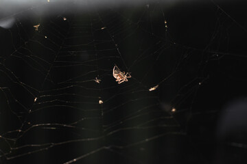 small spider making web at night in the dark, close up insect photo
