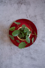 minimalistic Still Life Pilea peperomioides in a stone background