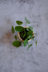 minimalistic Still Life Pilea peperomioides in a stone background