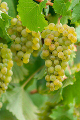 Weissweintrauben am Rebstock