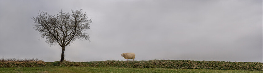 Baum, Wiese, Schaf, Himmel, Panorama 