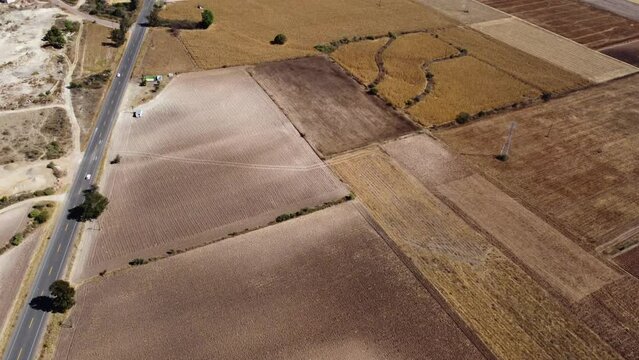 4K Vista aerea de cultivos de maiz en tiempo de cosecha en el valle