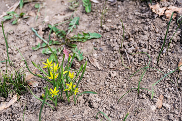Gagea pratensis flower, called the yellow star-of-Bethlehem.