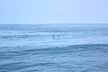 Fototapeta premium The Cerro Azul district is one of the sixteen that make up the province of Cañete located in the department of Lima on the central coast of Peru. Within the ecclesiastical division of the Catholic Chu