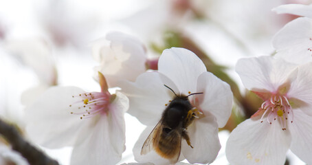 bee on a flower
