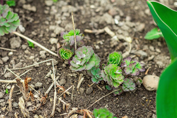 Growing Aquilegia. Young leaves and dew drops on them. Gardening conceptual background