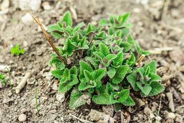 Melissa bush grows in the garden. Growing seedlings of young lemon balm. Garden conceptual background