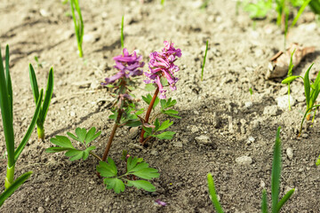 Corydalis solida on a garden. Traditional spring plant in forest of northern Europe and Asia
