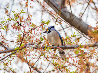 Closese up shot of Blue Jay on cherry tree