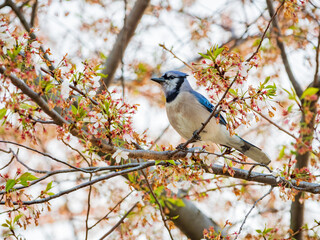 Closese up shot of Blue Jay on cherry tree