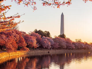 Sun rise view of the Washington Monument with cherry blossom