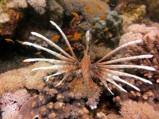red sea lionfish and coral reef