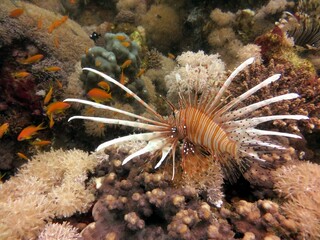 Naklejka na ściany i meble red sea lionfish and coral reef