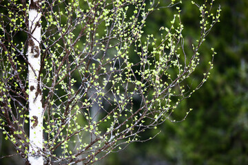 Blooming Birch tree in a sunny spring day. Young bright green leaves on birch tree branches close-up. White birch tree trunk and green leafs in focus on blurred background. Spring nature backgrounds.