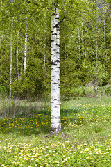 Obraz premium Birch tree in a sunny spring day. Bright white birch in a flowering meadow close-up. White birch trunk in focus on a blurry green background. One birch in bright sunlight close up. Spring background.