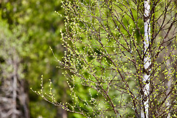 Blooming Birch tree in a sunny spring day. Young bright green leaves on birch tree branches close-up. White birch tree trunk and green leafs in focus on blurred background. Spring nature backgrounds.