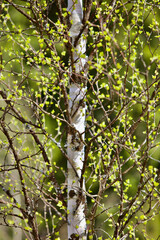 Blooming Birch tree in a sunny spring day. Young bright green leaves on birch tree branches close-up. White birch tree trunk and green leafs in focus on blurred background. Spring nature backgrounds.