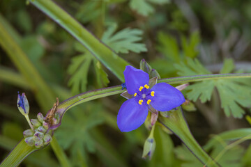Blue&nbsp;Spiderwort lily wildflower Close-up  
