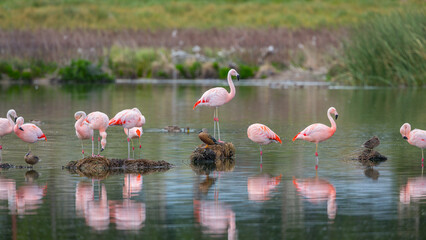 Ein rosa Flamingo auf einem Stein in einer Gruppe von pinken Flamingos in El Calafate, Argentinien
