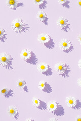 Spring daisy flower on a purple background. Minimal aesthetic summer flower concept.