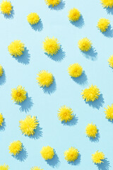 Obraz premium Yellow dandelion spring flower on a pastel blue background. Minimal floral aesthetic summer wallpaper.