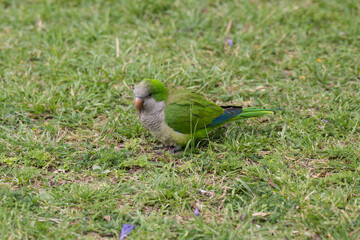 Ein bunter Papagei sitzt auf dem grünen Gras in einem Park in Buenos Aires auf der Suche nach Futter