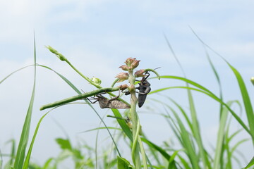Overview of a black and grey squash bug. Coreus marginatus