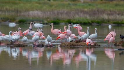 Eine große Gruppe pinke Flamingos gesammelt im seichten Wasser eines Sees in El Calafate, Argentinien