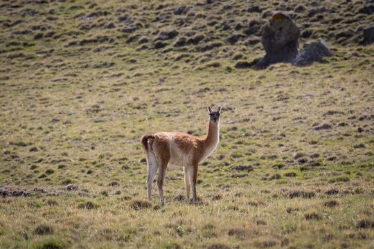 Ein Vikunja steht einsam in der kargen Steppenlandschaft der Hochebene Patagoniens in Argentinien