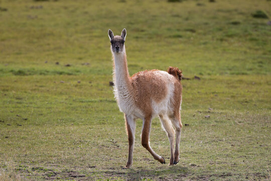 Ein flauschiges Vikunja rennt durch die saftig gr&uuml;ne Hochebene Patagoniens in Argentinien