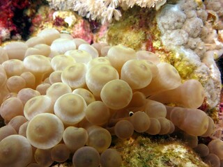 Clown fish and anemone of the red sea