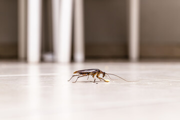 cockroach crawling on kitchen floor, dirt attracting insects, urban plague indoors