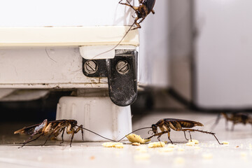 cockroach infestation inside a kitchen, dirt attracting insects indoors, urban pest