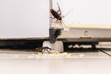 cockroach infestation inside a kitchen, dirt attracting insects indoors, urban pest