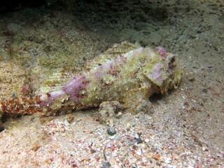 scorpion fish
