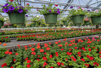 Fototapeta na wymiar A greenhouse full of colorful flowers and hanging baskets