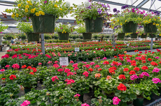 A greenhouse full of colorful flowers and hanging baskets