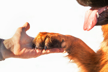 The man's hand holds the paw of a German Shepherd dog. The concept of friendship, love for animals,...