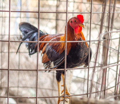 Gamecock in his cage, they have the crest cut and prepared to fight
