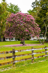 A blossiming tree at the end of the season. Matamata, Waikato, New Zealand